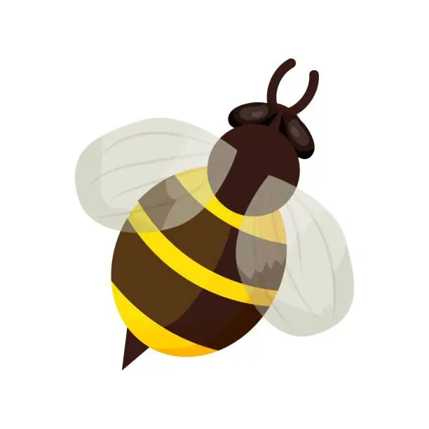 Vector illustration of Honey bee in cartoon style isolated on white background. Detailed insect, bumble, bug with stripes. Cute clipart, decoration or design element