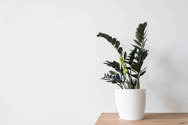 istock Plant Zamiculkas (dollar tree) in white pot on white background 1306464736