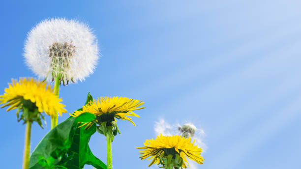 istock Dandelions on blue sky background with copy space 1306466293