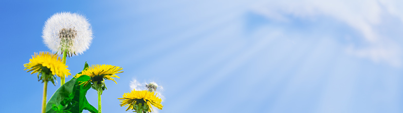 Dandelions on sky background with copy space banner.
