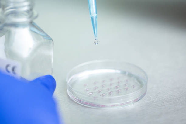 The petri dish and liquid is used to work with human cells. Laboratory work in the clinic for artificial fertilization of a female egg.