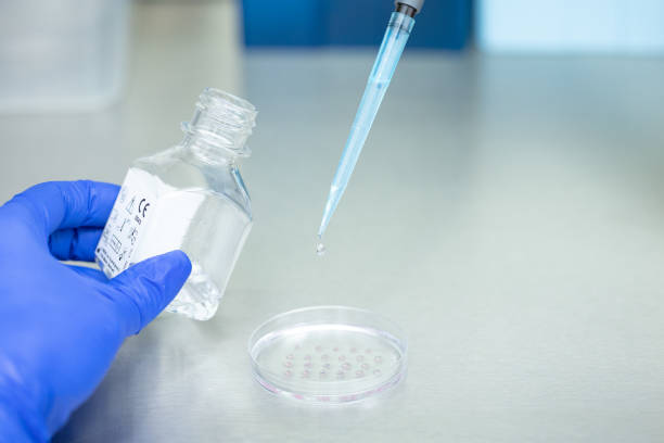 istock The laboratory assistant adds liquid from a pipette into a petri dish. 1306466710