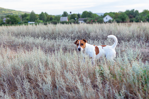 Dog standing in the dry grass . Domestic animal in the village . Rustic Pet