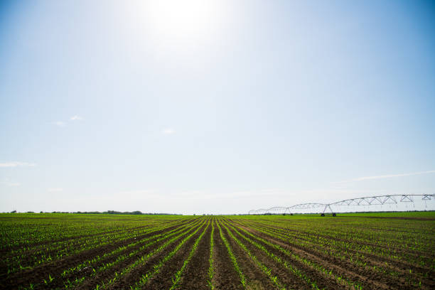 istock Rows of young, freshly germinated corn plants 1306467654
