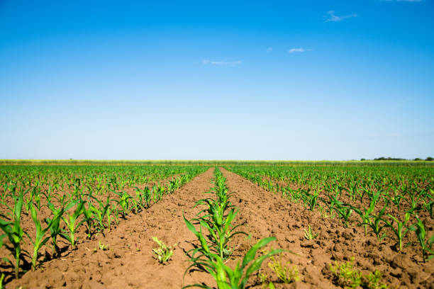 istock Rows of young, freshly germinated corn plants 1306467843