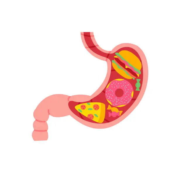 Vector illustration of Stomach full of unhealthy food flat cartoon illustration.