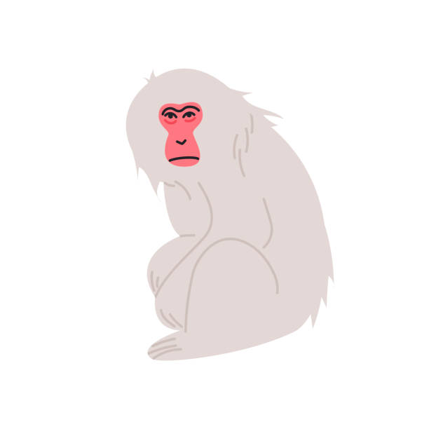Japanese Macaque isolated vector illustration. Snow Monkey design element. Asian wildlife creature in cartoon style. ape illustrations stock illustrations