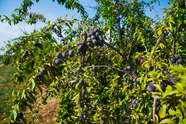 istock Plums on the branches of trees 1306468985