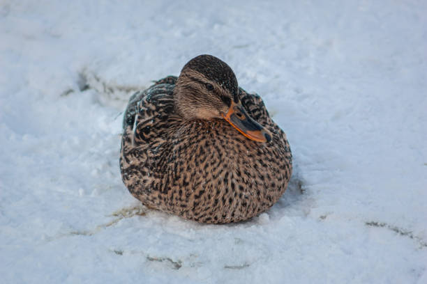 istock Wild duck winter lake 1306468996