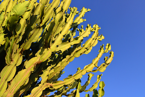 Silhouettes of different cacti at sunset with a cloudless sky in the desert. Desert sunset with clear sky without clouds with beautiful gradient.