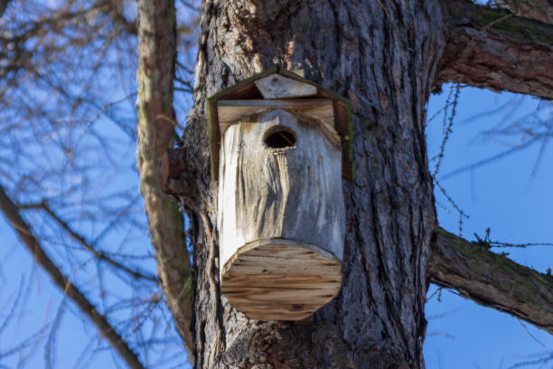 istock A birdhouse on a tree in spring in a park 1306469174