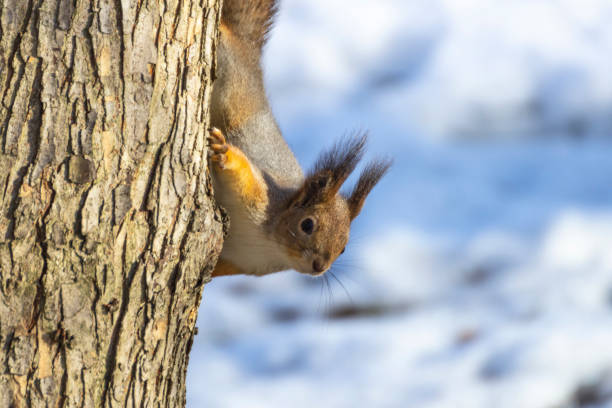 istock Squirrel (Sciurus vulgaris) on a spring day in the park 1306469189