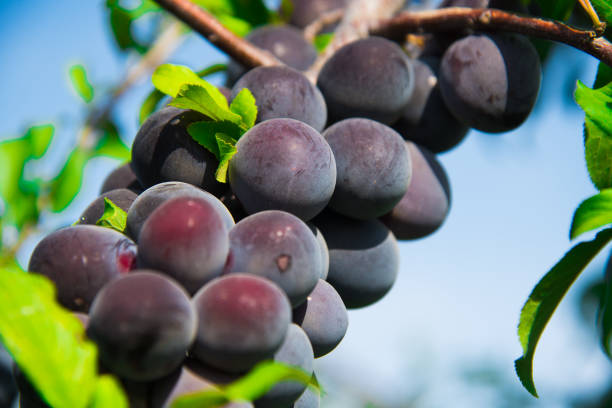 Blue fruits of a Stanley prune plum