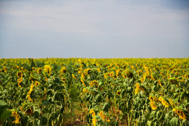 istock Beautiful sunflowers in the field 1306470214