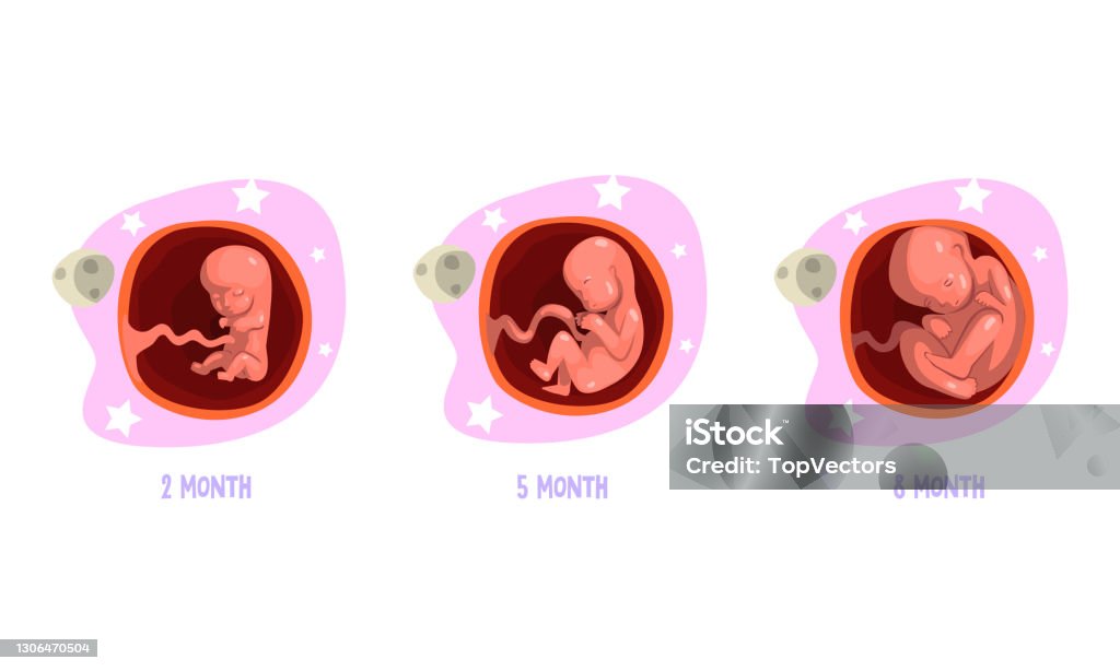 Étapes de l’ensemble de développement d’embryon, illustration vectorielle de dessin animé de 2, 5, 8 mois - clipart vectoriel de Foetus - Étape de fécondation humaine libre de droits Étapes de l’ensemble de développement d’embryon, illustration vectorielle de dessin animé de 2, 5, 8 mois - clipart vectoriel de Foetus - Étape de fécondation humaine libre de droits