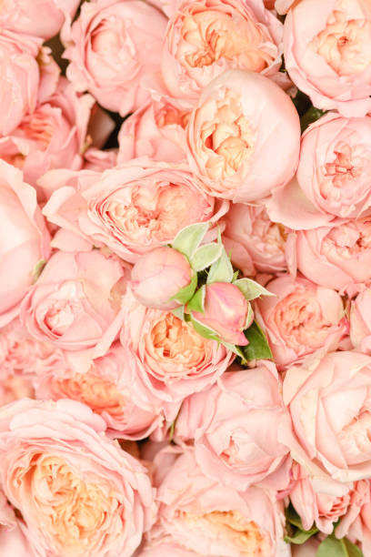 istock Many bright pink roses close up background. 1306470908