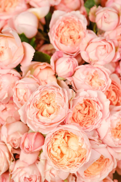 viele leuchtend rosa rosen schließen hintergrund. - single flower close up flower head rose stock-fotos und bilder