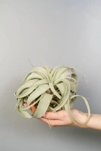 Photo of Succulent tillandsia xerographica in the hands of a close-up.
