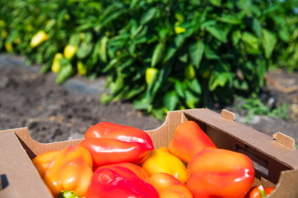 A box of ripe peppers stands against the background of a field of still unripe peppers