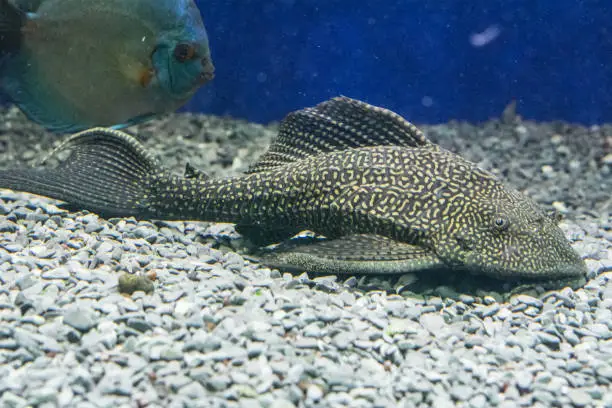 Photo of Catfish Ancistrus Plecostomus