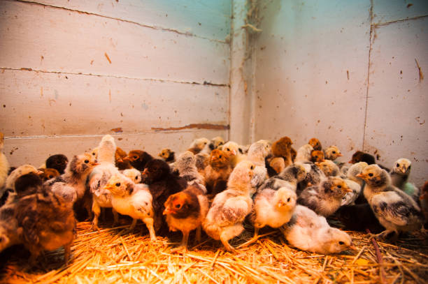 istock Lots of little chickens 1306472393