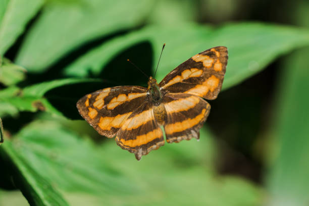 istock A Small Yellow Sailor butterfly on a leaf 1306472450