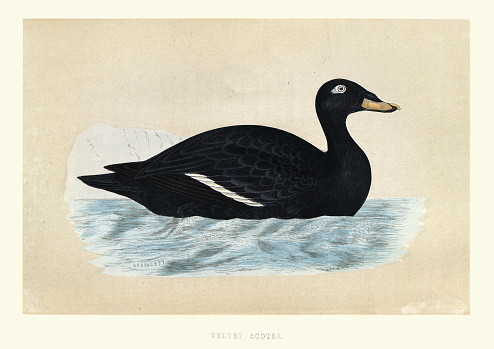 Vintage illustration of The velvet scoter (Melanitta fusca), also called a velvet duck, is a large sea duck, which breeds over the far north of Europe and the Palearctic west of the Yenisey basin, Victorian 19th Century