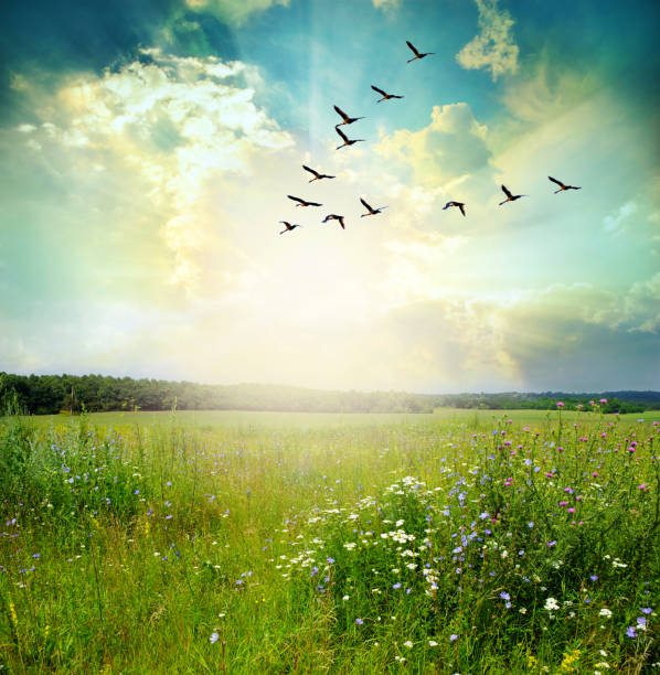 istock Flying birds over a green field 1306474367