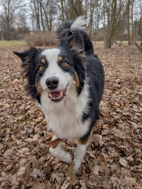 istock Australian Shepherd Dog at park 1306474782