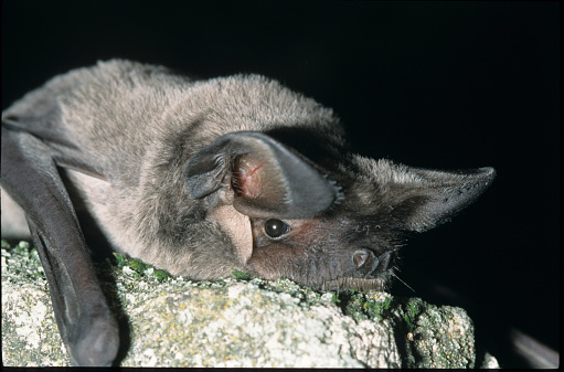 European Free-Tailed Bat Tadarida teniotis