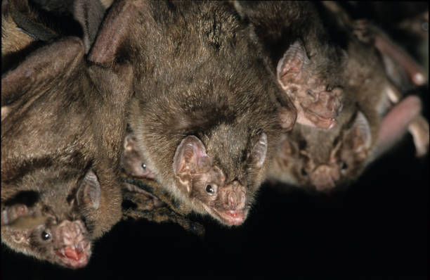 Vampire Bat Vampire Bat Desmodus rotundus insectivore stock pictures, royalty-free photos & images