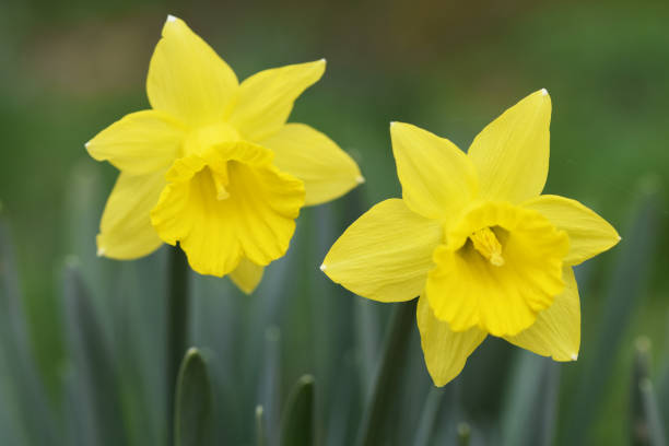 istock close up of daffodils in bloom 1306477170
