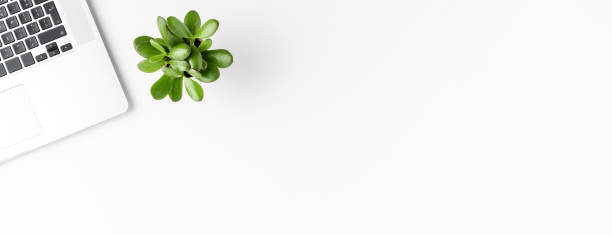 istock Business concept with laptop and small succulent isolated on white background. Office desktop. Banner 1306477185