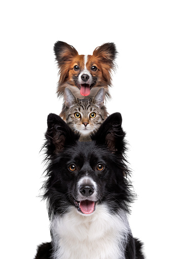 Portrait of two dogs and one cat piled up vertically isolated on a white background