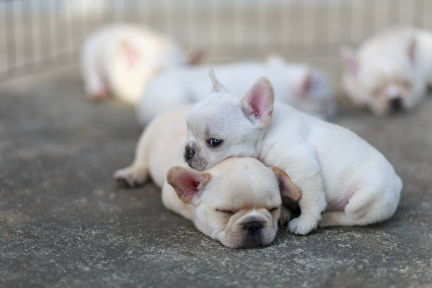 Close-up French bulldog sleeping together. Close-up French bulldog sleeping together. french bulldog puppies stock pictures, royalty-free photos & images