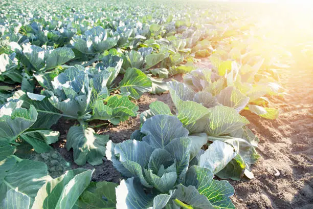 Cabbage cultivation on the farm