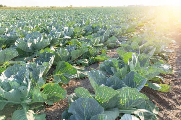 Cabbage on the farm