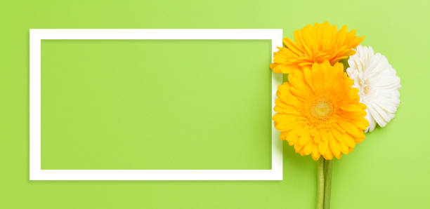 istock Colorful gerbera flowers 1306480715