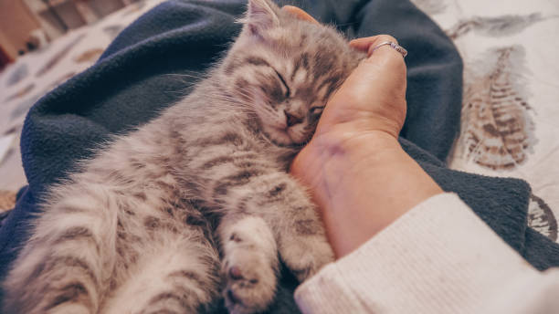 istock Cute Scottish cat, three month old kitten 1306483510