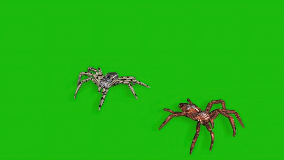 3D illustration - two spiders on green screen creepy crawling