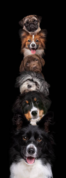 porträt von sechs hunden senkrecht aufgetürmt - dog group of animals variation in a row stock-fotos und bilder