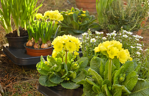 Early spring flowers are waiting to be potted
