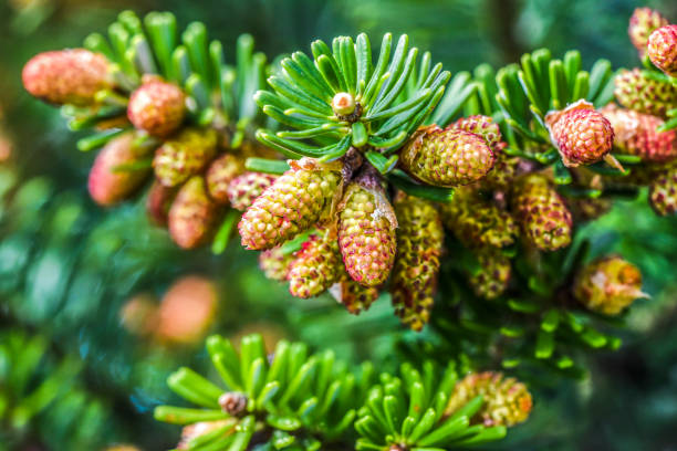 конусы корейской ели, свежие и молодые в саду, весеннее время - pine tree nature macro needle стоковые фото и изображения