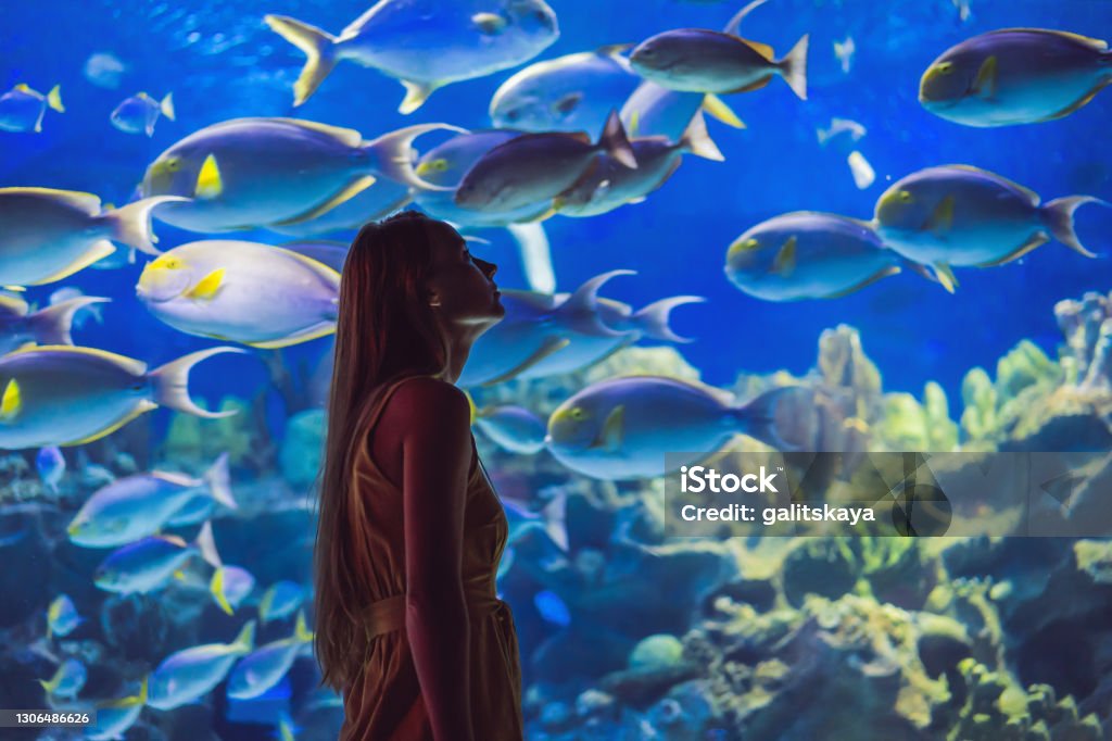 Young woman touches a stingray fish in an oceanarium tunnel Young woman touches a stingray fish in an oceanarium tunnel. Aquarium Stock Photo