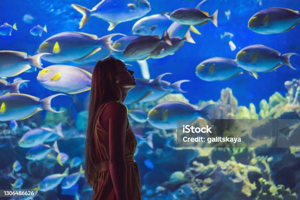 Young Woman Touches A Stingray Fish In An Oceanarium Tunnel Stock Photo - Download Image Now