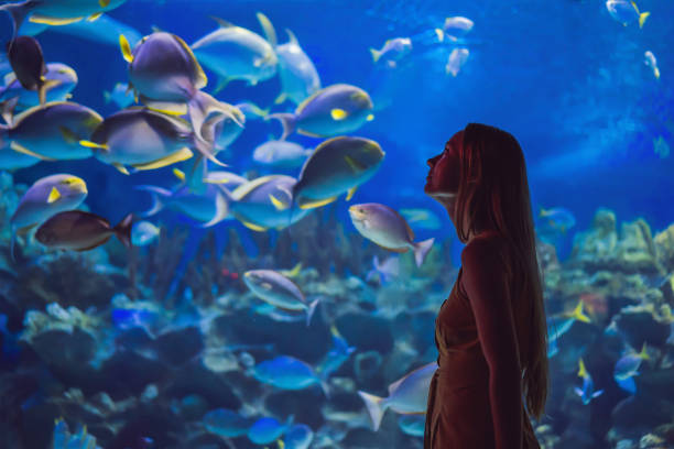 若い女性が海洋トンネルでアカエイの魚に触れる - 水族館 ストックフォトと画像