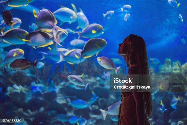Young Woman Touches A Stingray Fish In An Oceanarium Tunnel Stock Photo - Download Image Now