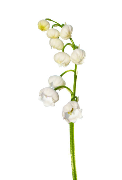 istock Lily of the valley flower 1306486866