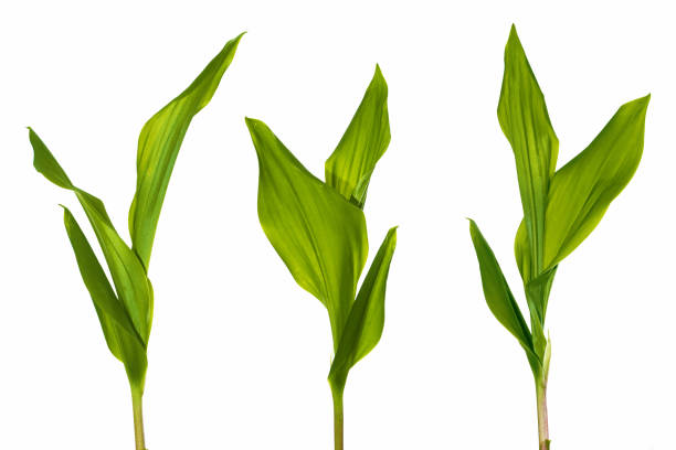istock Lily of the valley flower 1306486928
