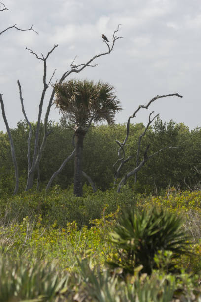 serra palmetto, palmeira de repolho e baioneta espanhola no habitat costeiro com osprey em snag - florida palm tree sky saw palmetto - fotografias e filmes do acervo